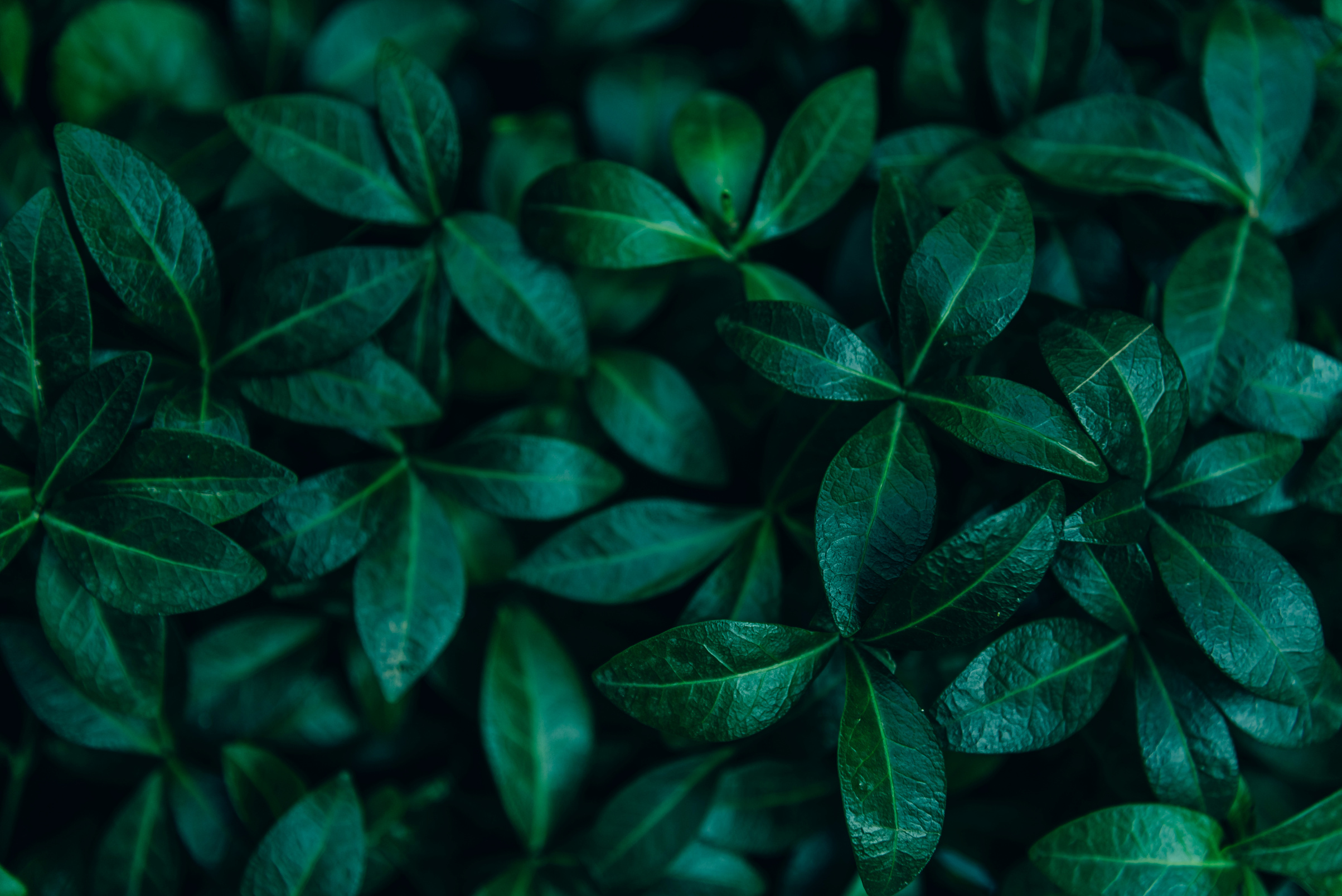 Natural Leaves Background